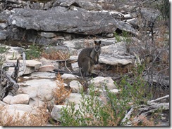 2009-04-03_17-02-52__Grampians__Lukas