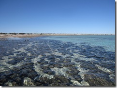 2009-05-04_10-30-08__Stromatolites__Lukas
