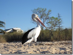 2009-05-04_17-01-25__Monkey-Mia__Lukas