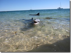 2009-05-05_09-54-12__Monkey-Mia__Lukas