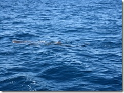 2009-05-09_10-43-15__Walhai-Tour__Lukas