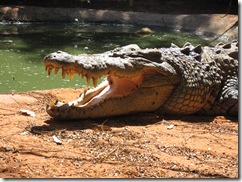2009-05-18_11-53-09__Wildlife-Park-Broome__Lukas
