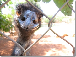2009-05-18_12-45-52__Wildlife-Park-Broome__Lukas